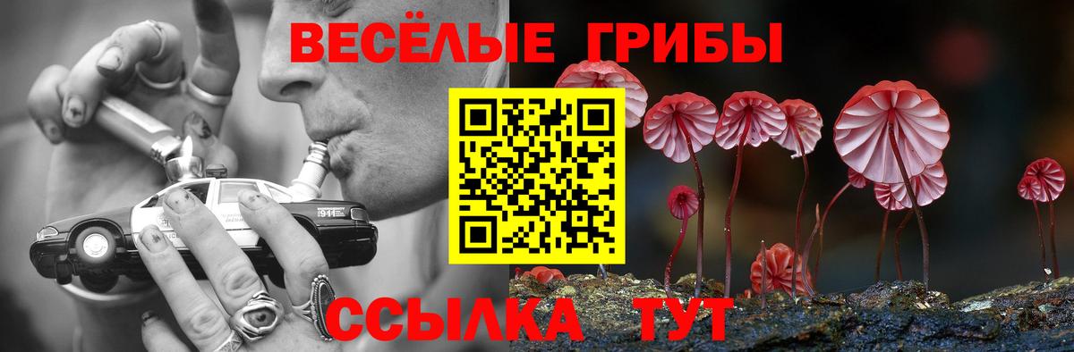 Псилоцибиновые грибы Psilocybe Кингисепп